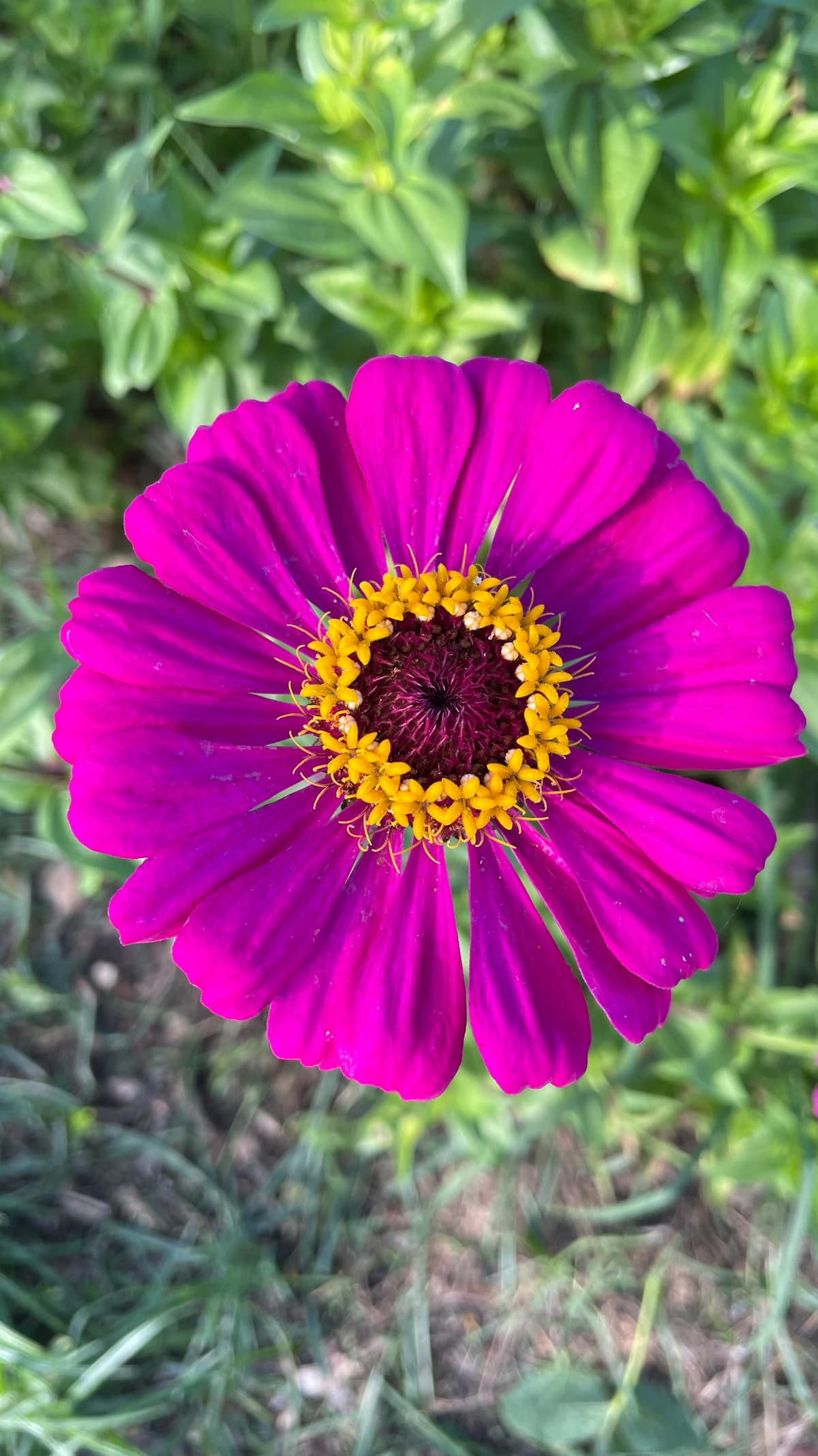 A magenta zinnia in close detail